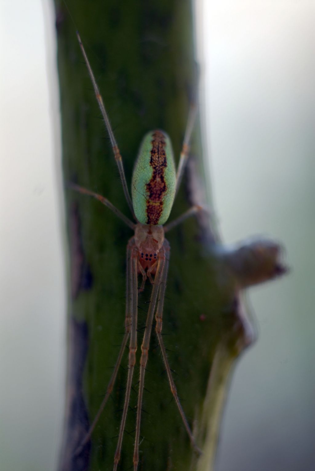 Tetragnatha sp. - Valle dei Crati (CO)