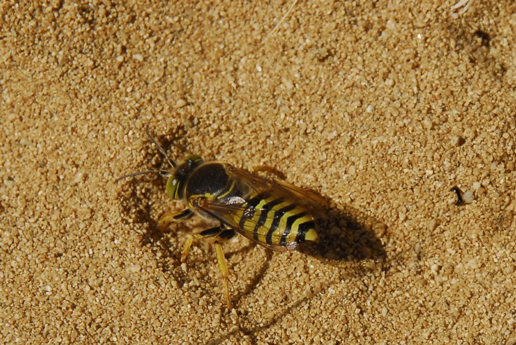 Bembix tarsata, femmina. Crabronidae