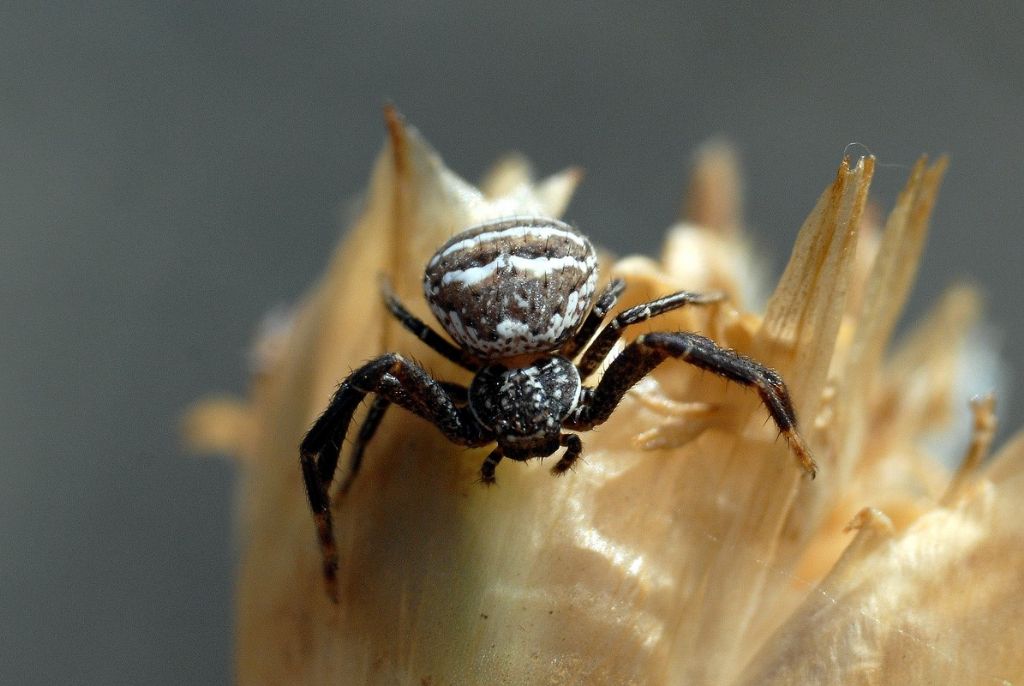 Xysticus sp. - Montalto Uffugo (CO)