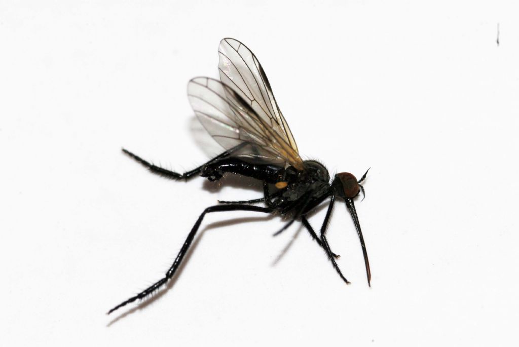 Empis sp. maschio (Empididae)