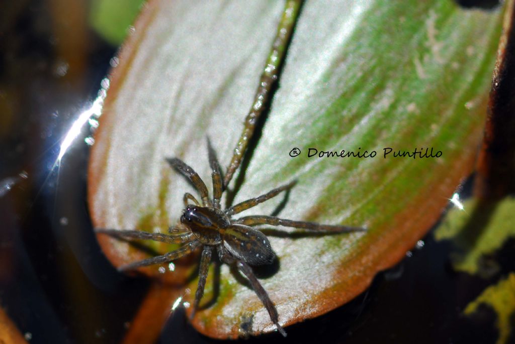 Lycosidae: Pirata sp.  - altopiano silano (CS)