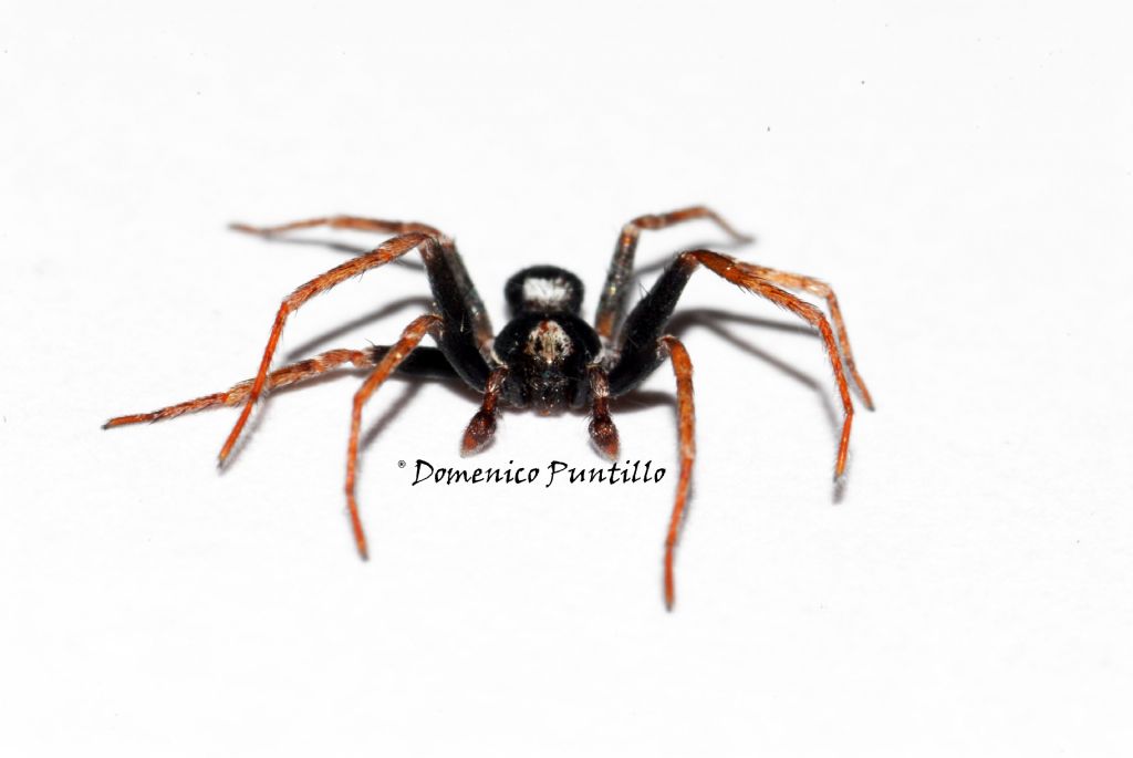 Philodromidae:  Pulchellodromus cfr. bistigma  - Catena Costiera (CS)