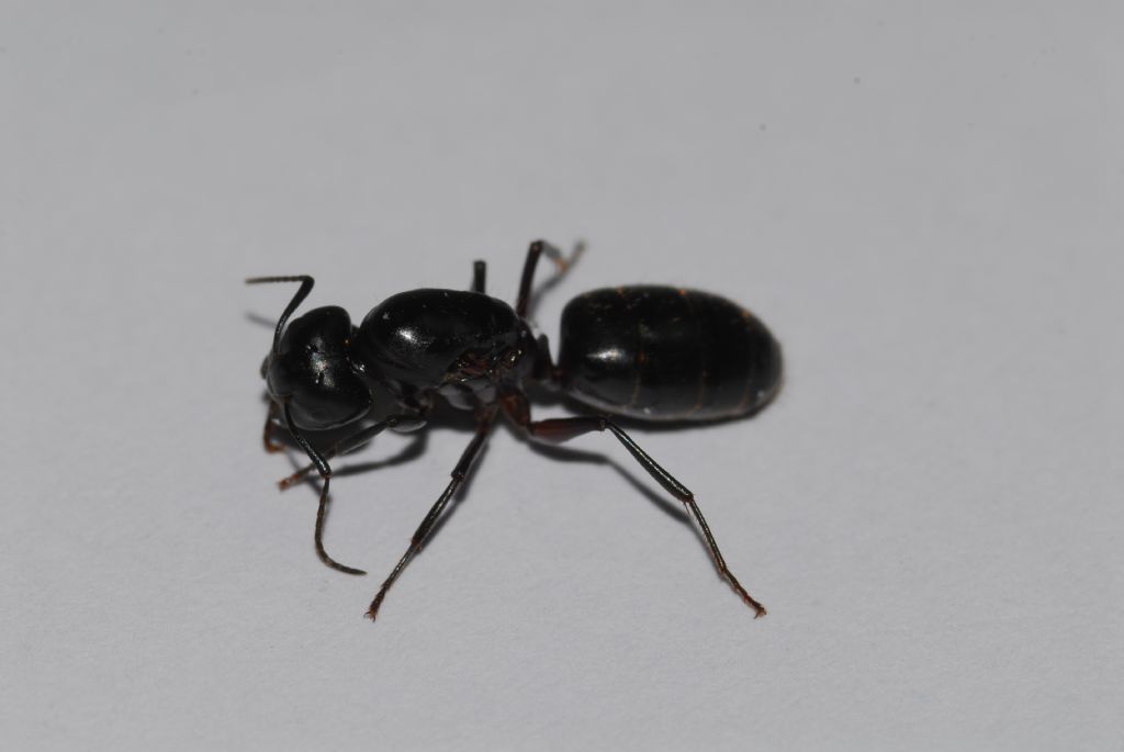 Formica da deter. : cfr. Camponotus vagus, regina