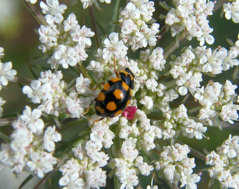 Coccinellidae - Coccinula quatuordecimpustulata