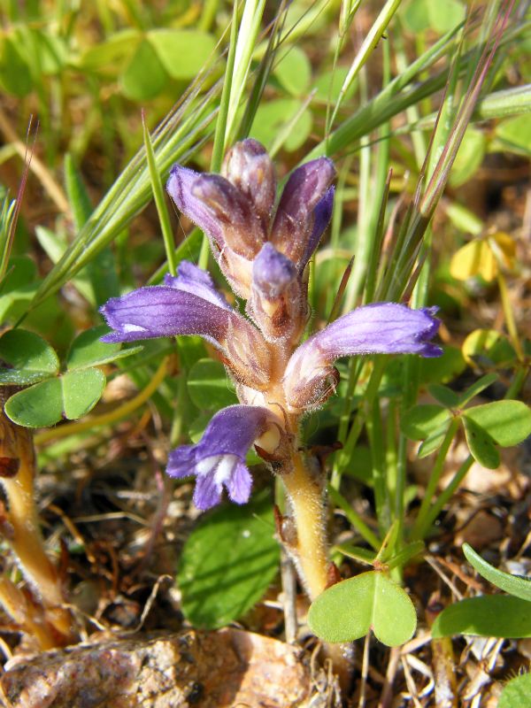 Orobanche nana / Succiamele ramoso