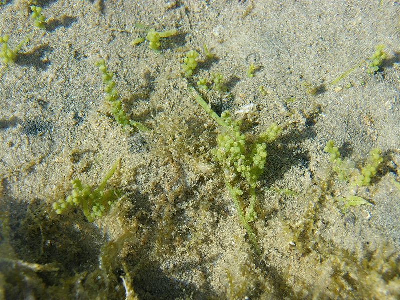 Caulerpa  cylindracea