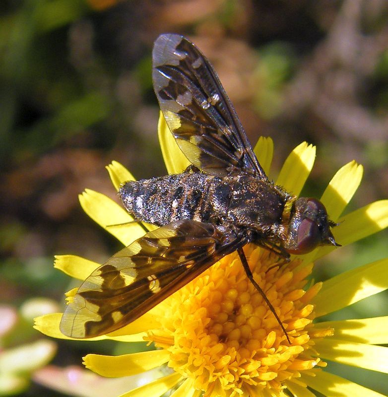 Exoprosopa sp. (Bombyliidae )