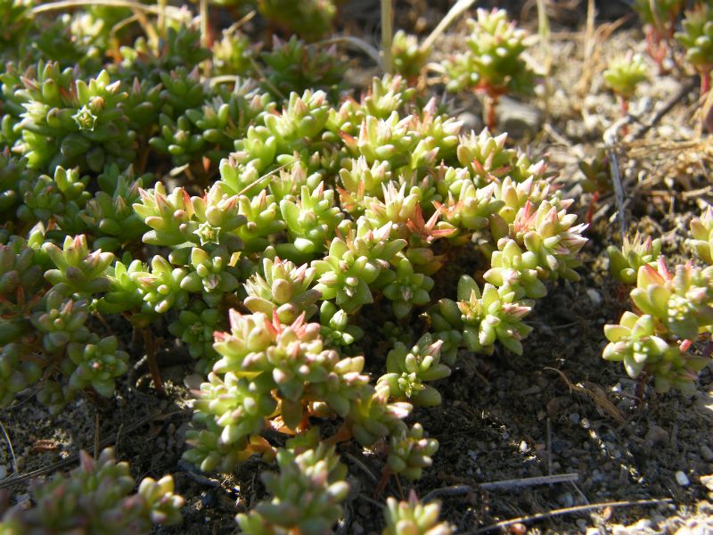 Sedum caespitosum / Borracina cespugliosa