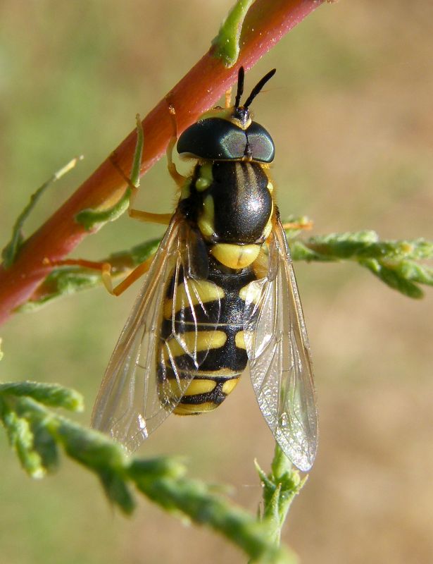 Chrysotoxum intermedium?