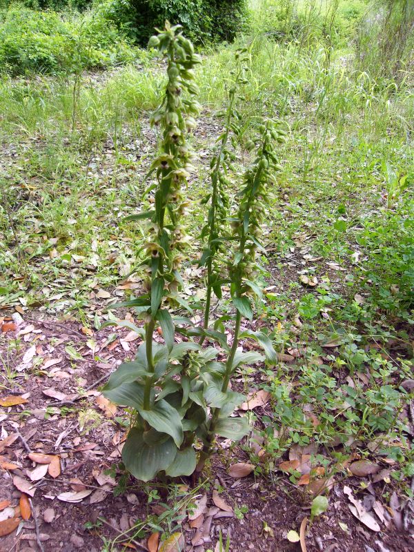 Iglesias - Sardegna - Epipactis helleborine