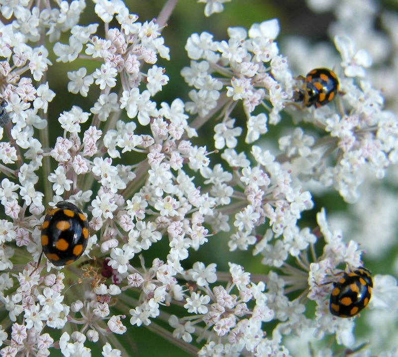 Coccinellidae - Coccinula quatuordecimpustulata