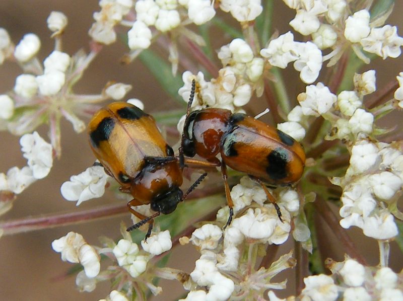 Coptocephala cfr. unifasciata, Chrysomelidae