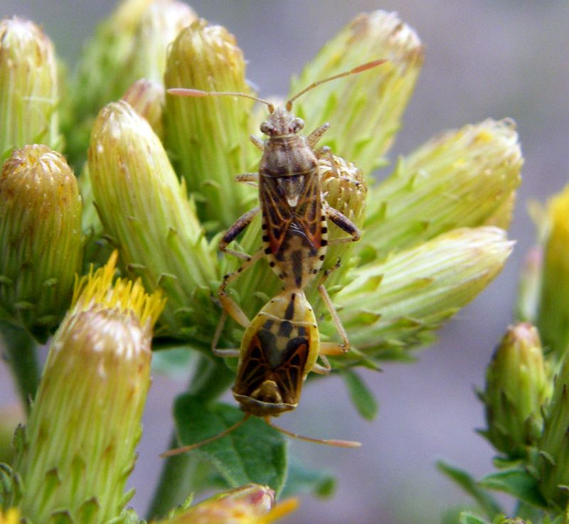 Rhopalidae da ID