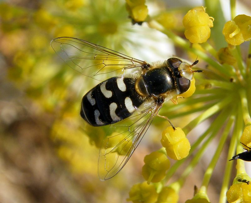 Scaeva pyrastri (Syrphidae) femmina