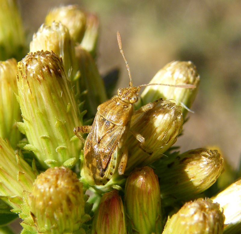 Rhopalidae da ID