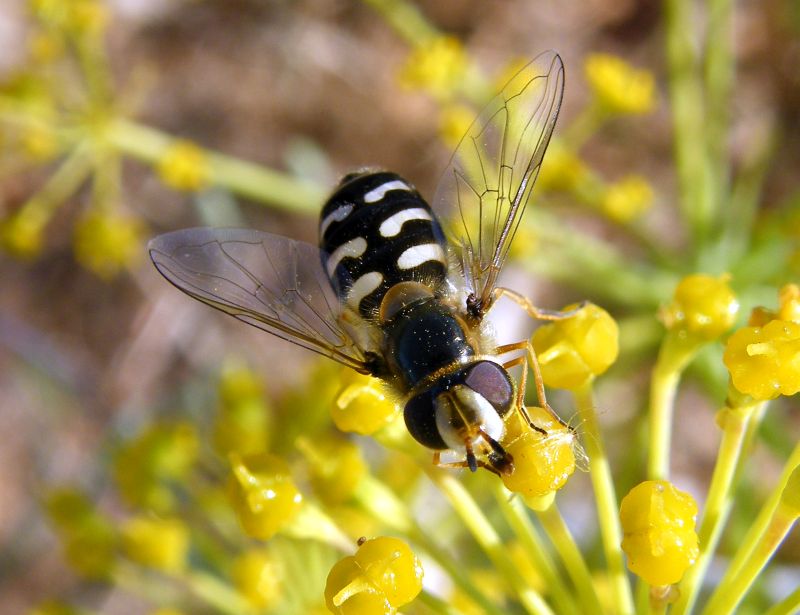 Scaeva pyrastri (Syrphidae) femmina