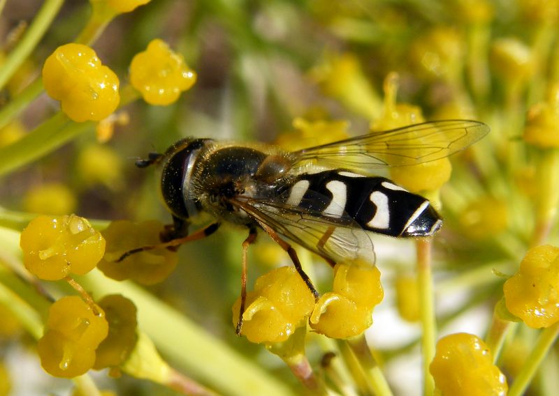 Scaeva pyrastri (Syrphidae) femmina