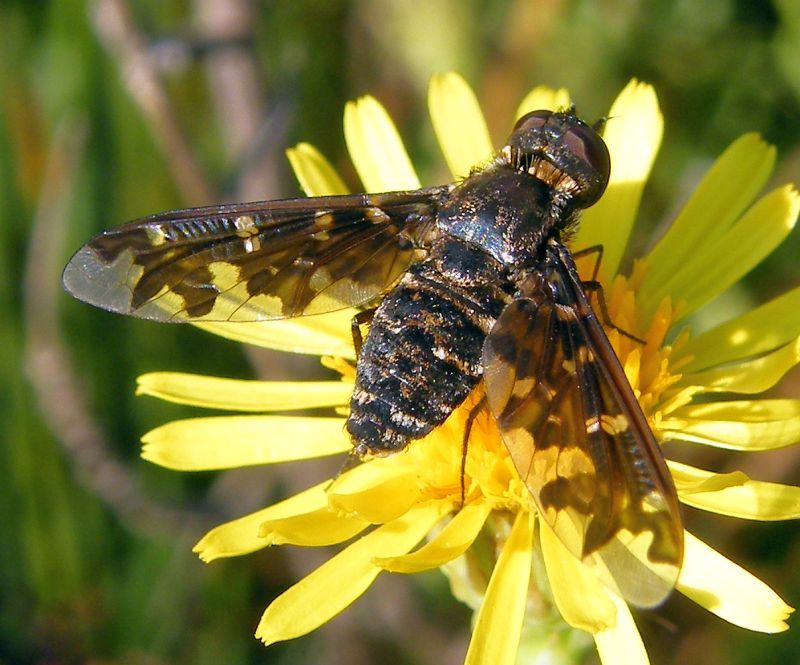 Exoprosopa sp. (Bombyliidae )