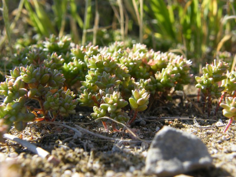 Sedum caespitosum / Borracina cespugliosa