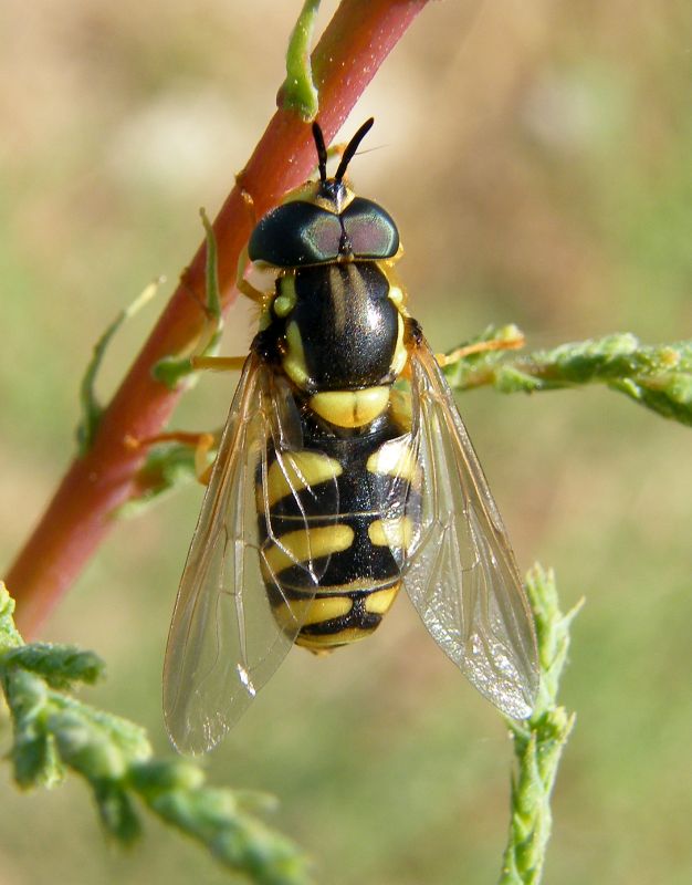 Chrysotoxum intermedium?