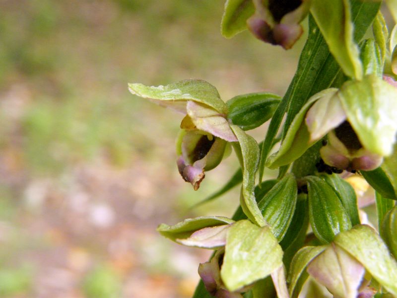 Iglesias - Sardegna - Epipactis helleborine