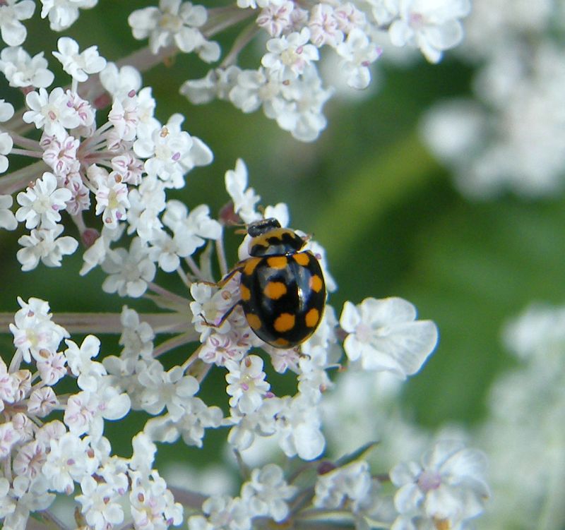 Coccinellidae - Coccinula quatuordecimpustulata