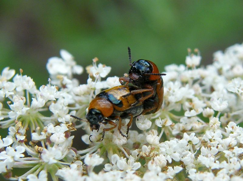 Coptocephala cfr. unifasciata, Chrysomelidae