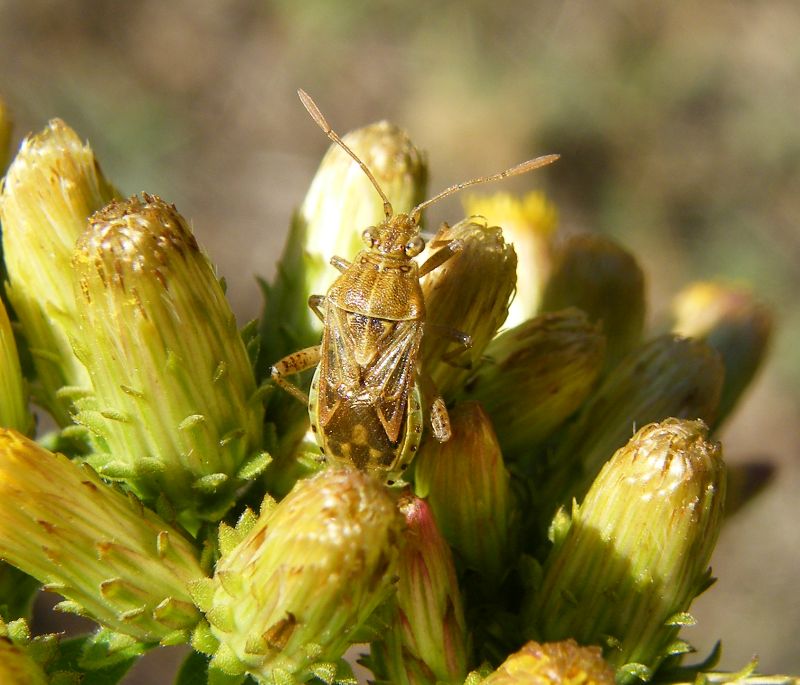 Rhopalidae da ID