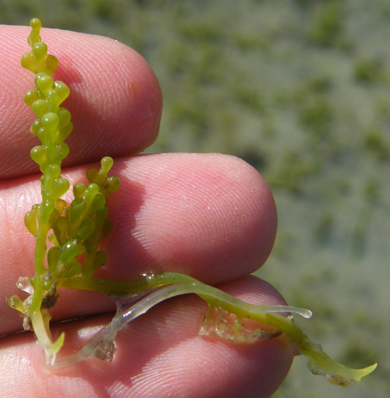 Caulerpa  cylindracea