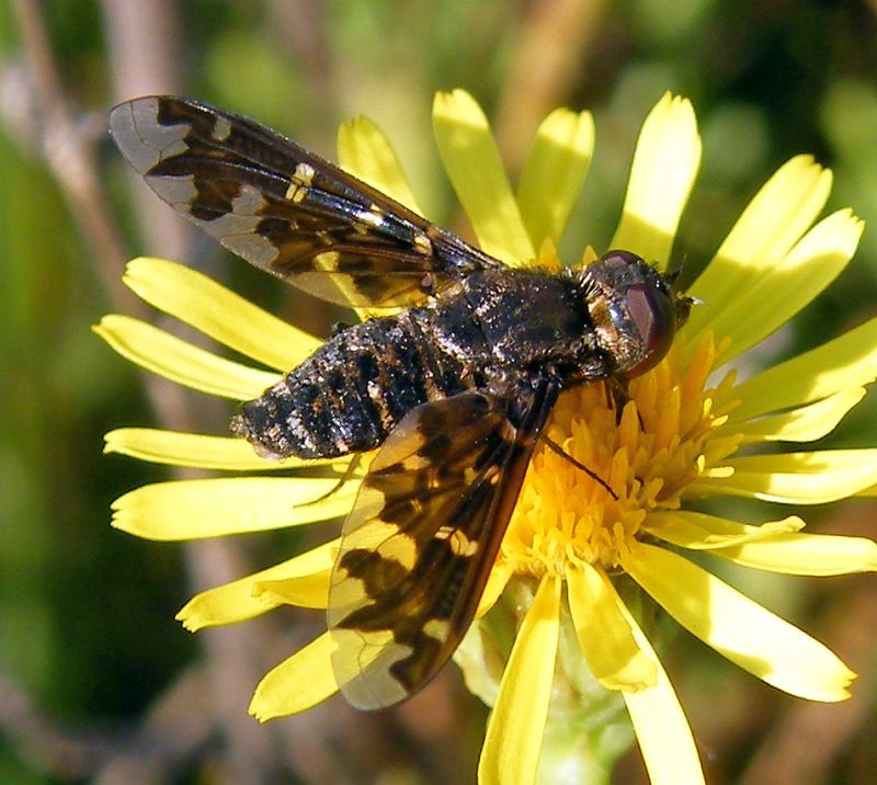 Exoprosopa sp. (Bombyliidae )