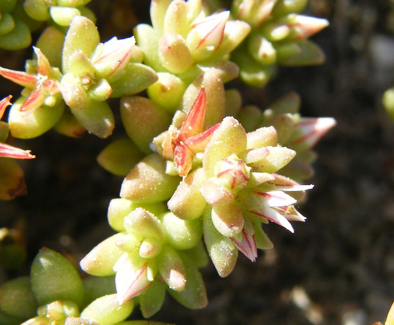 Sedum caespitosum / Borracina cespugliosa