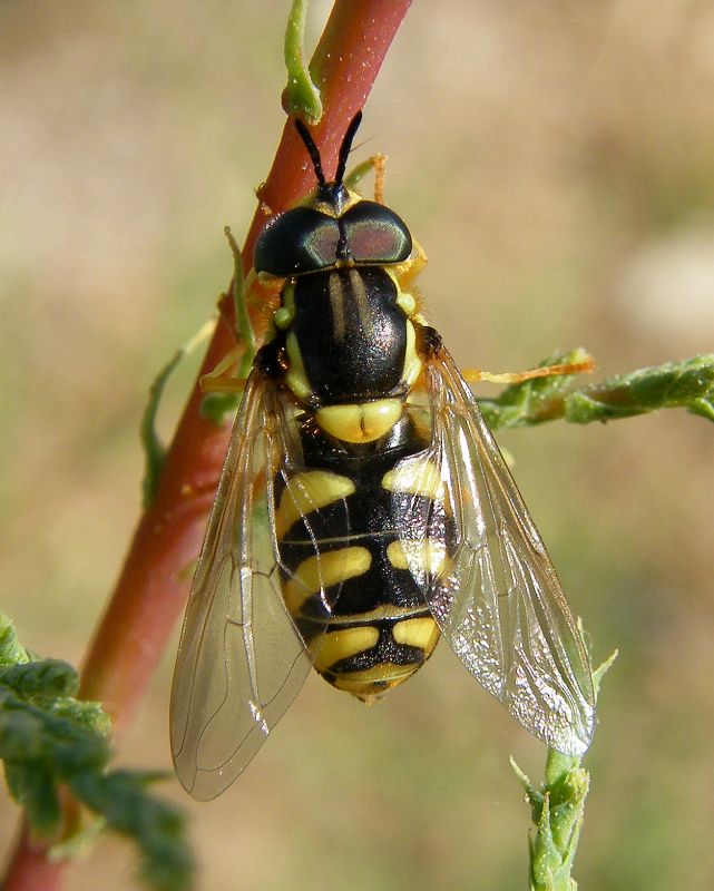 Chrysotoxum intermedium?