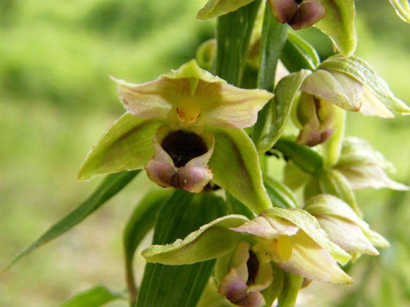 Iglesias - Sardegna - Epipactis helleborine