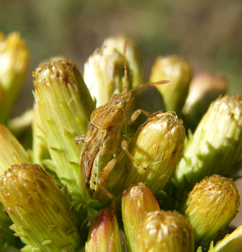 Rhopalidae da ID