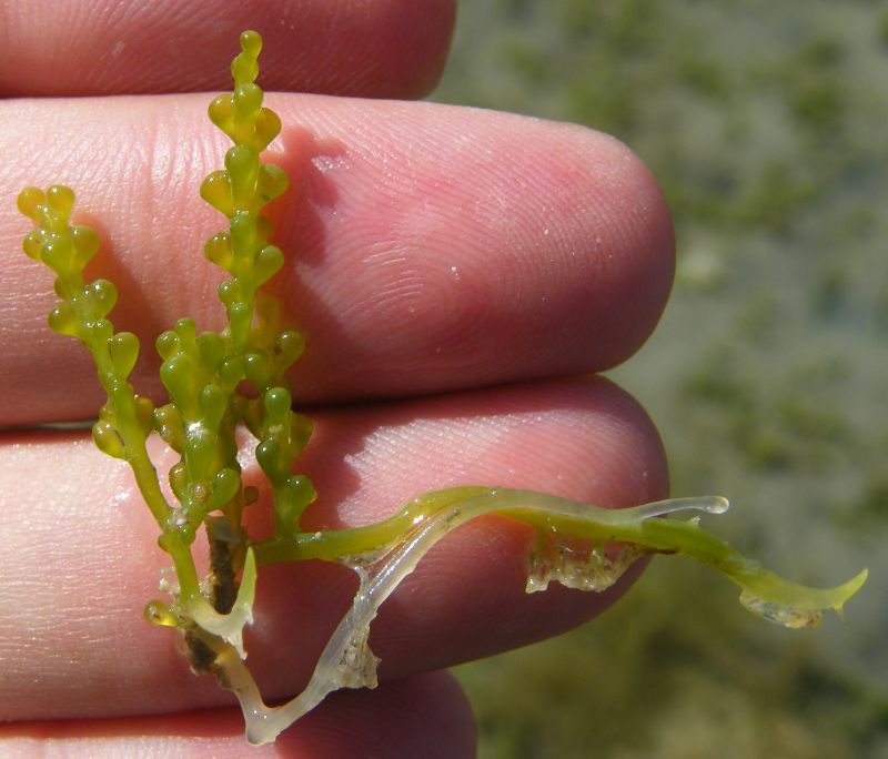 Caulerpa  cylindracea