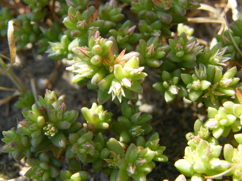 Sedum caespitosum / Borracina cespugliosa