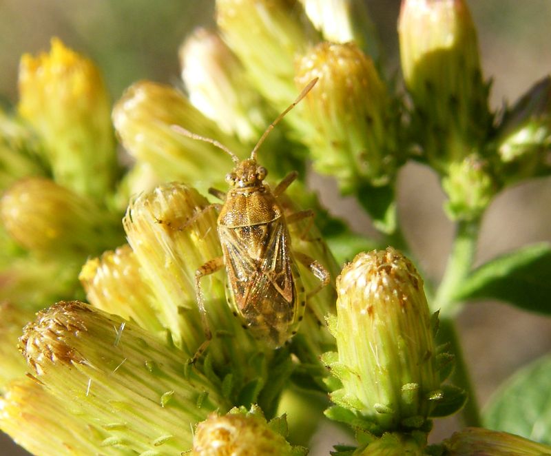 Rhopalidae da ID