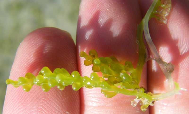 Caulerpa  cylindracea