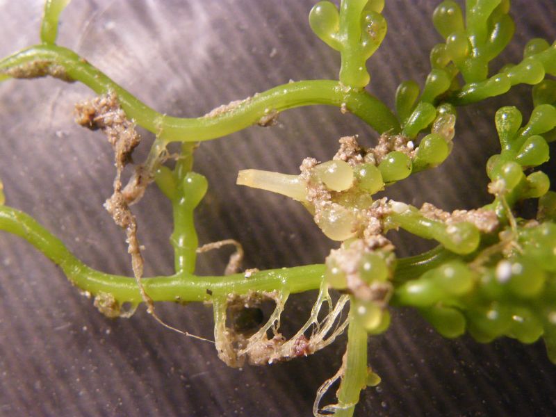 Caulerpa  cylindracea