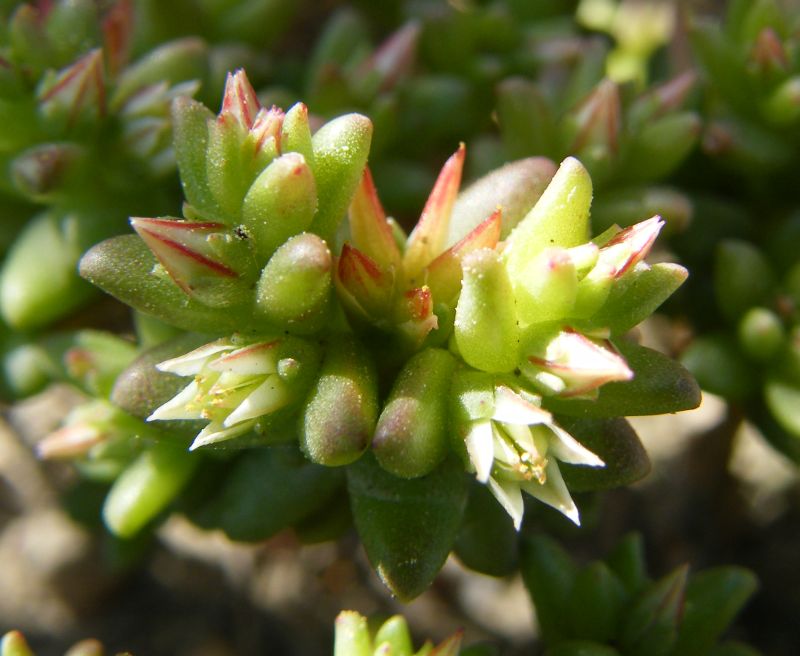 Sedum caespitosum / Borracina cespugliosa