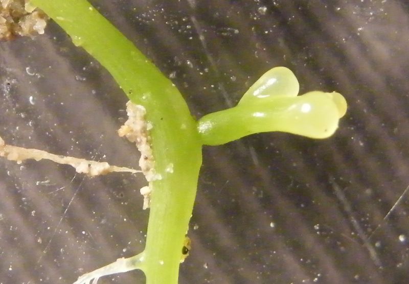 Caulerpa  cylindracea