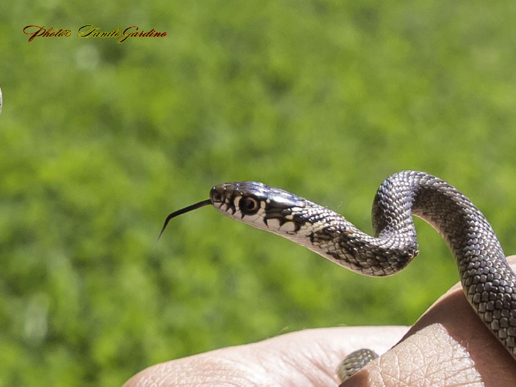 Piccolo serpentello nel pozzetto conteggio litri dell''acqua