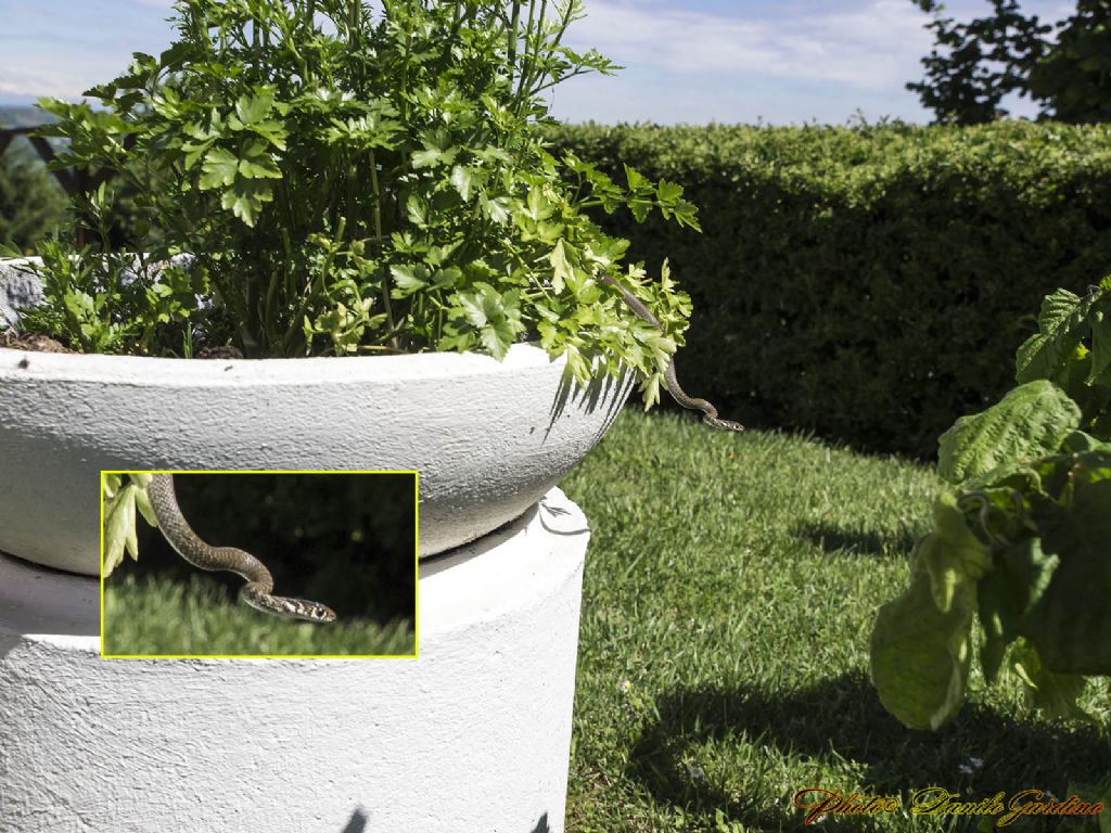 Piccolo serpentello nel pozzetto conteggio litri dell''acqua