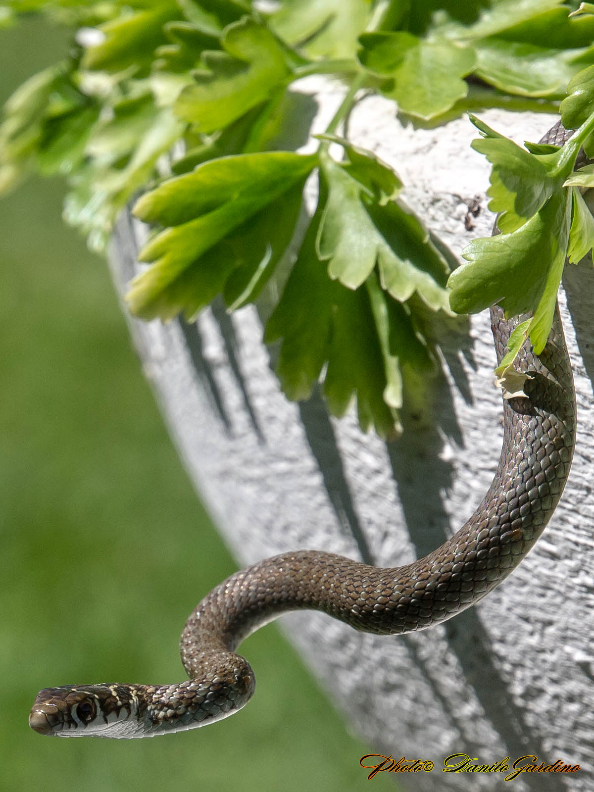 Piccolo serpentello nel pozzetto conteggio litri dell''acqua