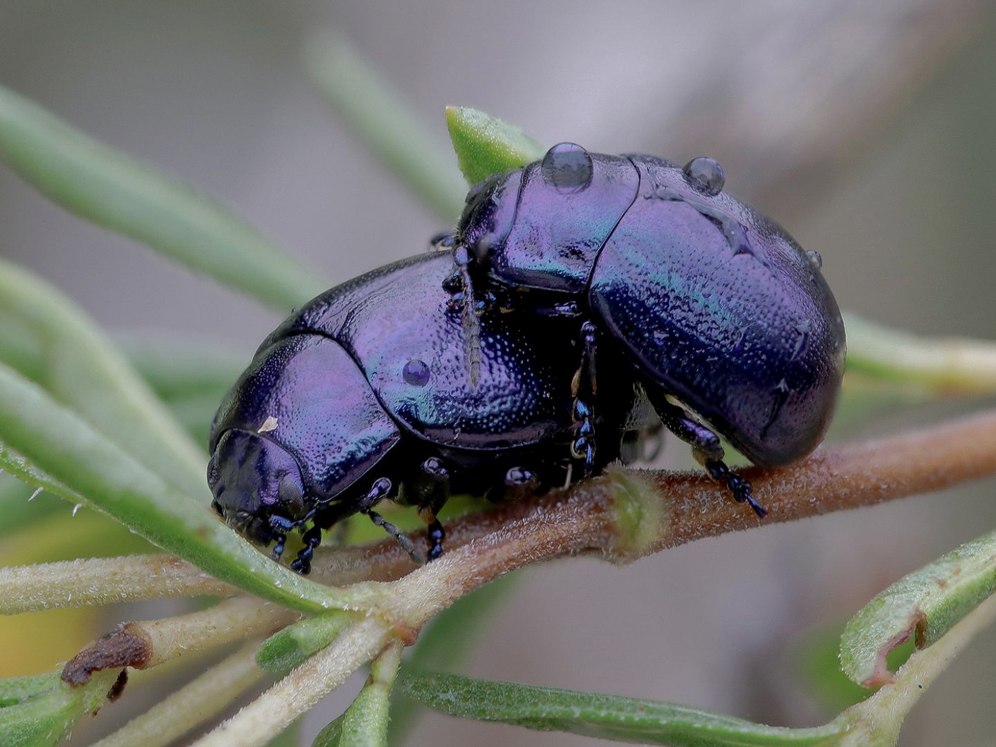 Chrysomelidae: Chrysolina sp.