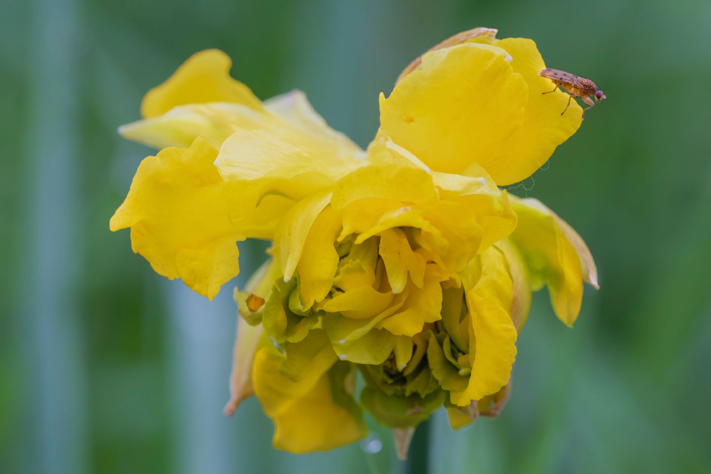 Heleomyzidae - Suillia sp. ? , Natura Mediterraneo | Forum Naturalistico