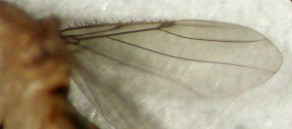 Megaselia sp. (Phoridae)