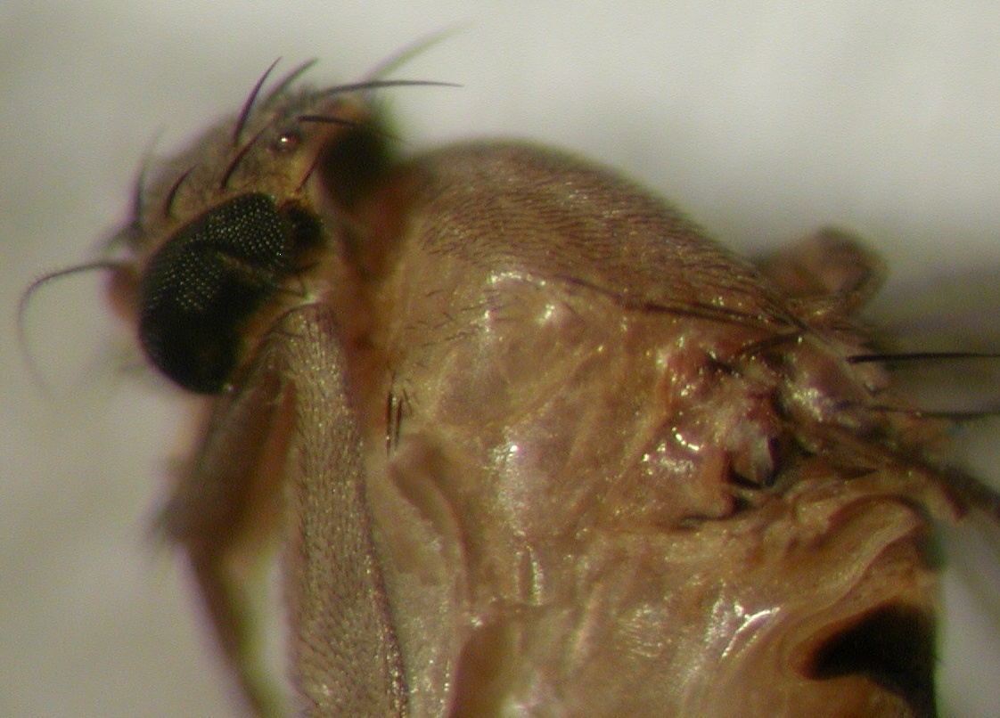 Megaselia sp. (Phoridae)