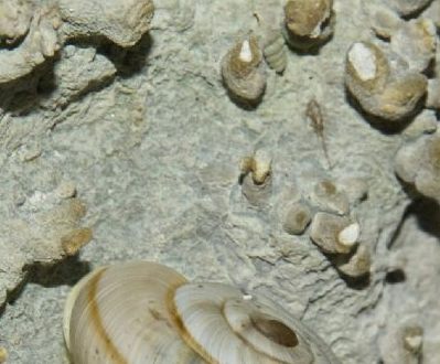 Chilostoma cingulatum M.te Cucco