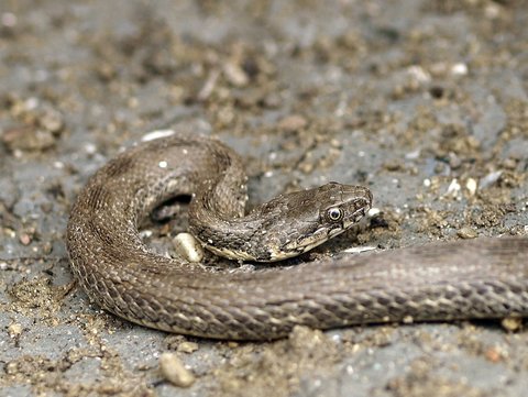 Natrix tessellata? No, Natrix maura